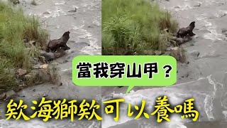 欸海獅欸這可以養嗎！@funny_videos  #Shorts