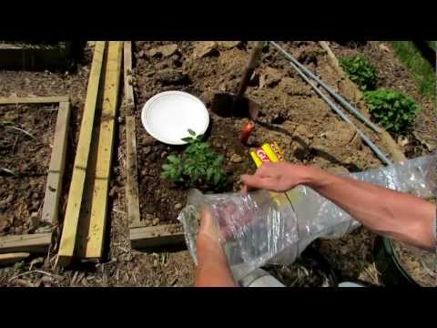 How to Build A Hot-House Tomato Cage for Early Spring: Be the First with Ripe Tomatoes! 