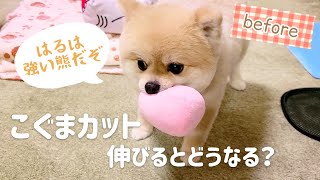 こぐまカットの成長/２ヶ月後こぐまではなくなった【ポメラニアン はる】犬 pomeranian/日常