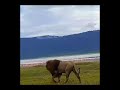 Big male lion from Ngorongoro Crater!