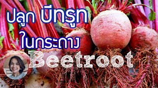 ปลูกบีทรูทในกระถางง่ายละเอียดในคลิปเดียว How to Grow Beetroot