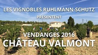 Vendanges 2016 - Château Valmont, AOC Corbières