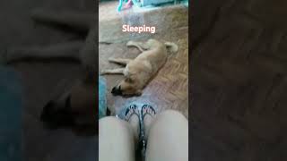 Part71 Alaga kung napakahimbing Ng pagtulog #shorts #dog #animals #pets #puppy