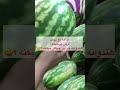 چگونه هندوانه شیرین را تشخیص دهیم؟ how to pick a sweet watermelon