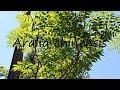 how to pronounce aralia chinensis in english