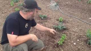 Specific Considerations When Planting Into Deep Mulch