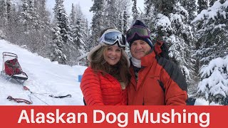 Alaskan Dog Mushing in Fairbanks, Alaska. An adventure of a lifetime