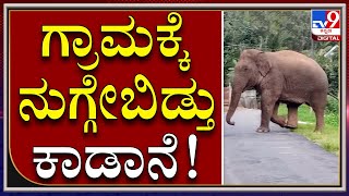 ಗಜಪಡೆ ಓಡಿಸಲು ಅರಣ್ಯ ಇಲಾಖೆ ಸಿಬ್ಬಂದಿ ಹರಸಾಹಸ | Elephant | Tv9kannada