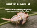 Insect van de Week 65: Kevercicade en kraagtangwesp