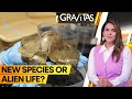 Gravitas: 'Mysterious' golden egg discovered in Pacific ocean | Unsolved ocean mysteries