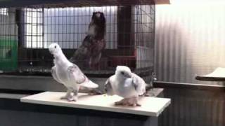 Fancy pigeons