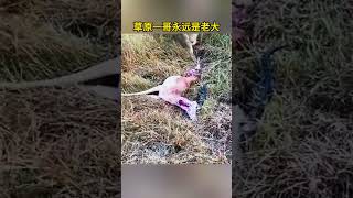 草原一哥永远无法撼动