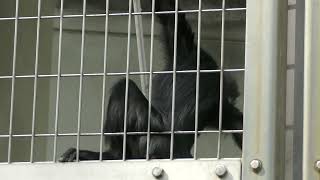 【おやつ】フランソワルトンの赤ちゃん 22.04.19(2) 天王寺動物園 オナガザル 4k動画 François' langur baby