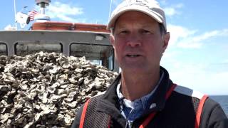 Planting Oysters on Maryland's Eastern Shore