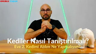 Yeni Kedim Evdeki Kedimle Anlaşamıyor, Kedileri Birbirine Alıştırma Nasıl Yapılır (Superior Cattery)