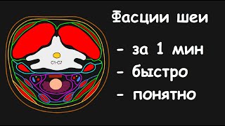 ФАСЦИИ ШЕИ ЗА 1 МИНУТУ - ЛУЧШЕЕ ОБЪЯСНЕНИЕ В МИРЕ