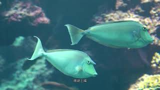 2021 2 16屏東海洋生物館博物館 珊瑚 海藻 各式魚類單眼攝影紀錄音樂 4K60P 1