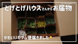 [277][多肉植物]2024年ありがとうございました😌締めくくりセダム🤭2024年12月29日