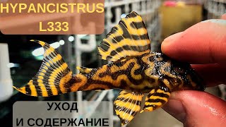 Hypancistrus L333(Гипанциструс Л333) содержание и уход. Как правильно создать семью с Л333?