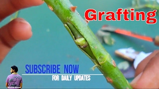 गुलाब पे ऐसे करे ग्राफ्टिंग / How to bud Grafting Roses / Grafting tips / Gardening /Mammal Bonsai