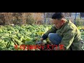 20241104-东北又到了疯狂冬储的季节，小伙子直接存了两千斤，五个家庭够吃一冬