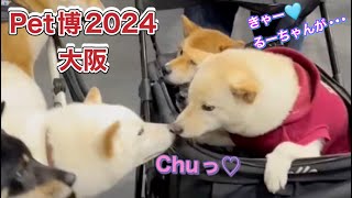 【3匹の柴犬  Pet博へ】三連休関西へ小旅行🚗³₃こんなにペット連れの人がいるなんて‼️びっくり👀りーまーるーのワクワク😍ドキドキ😳💗が可愛い(♥Ü♥)16時間の強行軍を楽しみました(*ˊ˘ˋ*)｡