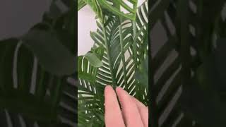 OXLLXO 6ft Artificial Areca Palm Silk Tree Review, A tropical beauty without the hassle