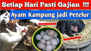 CEPAT UNTUNG‼️ Ternak ayam kampung - petelur dari ayam kampung