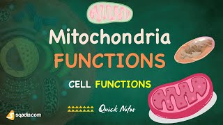 Cell Functions - Mitochondria Functions