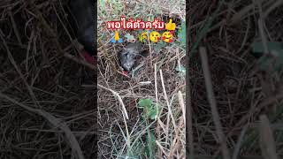 ดักหนูใหญ่พอได้ตัวหมายหายากมาก👍🙏🐀🌾😘🥰🧡💖🥳🥳 #shortvideo #ดักหนู #rat #หนูใหญ่