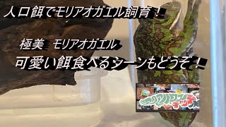 モリアオガエルが美しすぎる！可愛い餌食べるシーンもどうぞ、