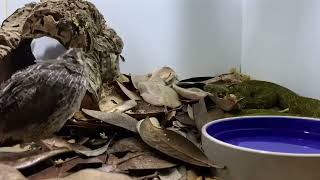 Mangshan viper eats quail