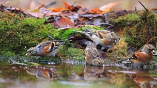 bramblings and common chaffinch drink water in autumn puddle mp4