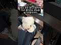 말티즈가 지켜야 할 3가지 덕목 강아지 말티즈 shorts