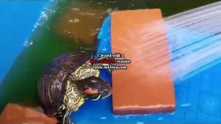 巨大化したミドリガメの水換え　Water change for pet  turtle.