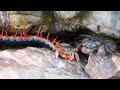 海のカニを捕食するトビズムカデ scolopendra subspinipes mutilans