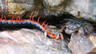 海のカニを捕食するトビズムカデ Scolopendra subspinipes mutilans