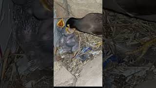 Hungry Myna Bird Chicks Being Fed (p1)#viral #trending #shorts feed #shorts