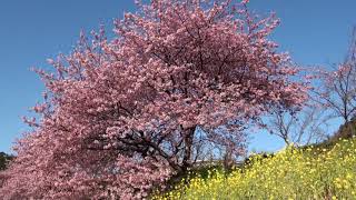 みなみの桜と菜の花まつり