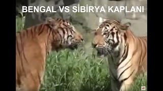 Bengal Kaplanı VS Sibirya (Amur) Kaplanı