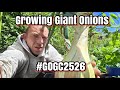 Growing Giant Onions June Update [BOLTING ONIONS] #gogc2526 