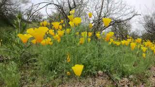 Arizona Golden Poppies - Time Lapse | 2023 Super Bloom