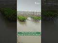 Odisha's Coastal Communities | Growing Mangroves for a Resilient Future