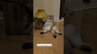 واقعا چرا ؟ 😹 مگه گربه اینجوری میشینه ؟ 😂😻