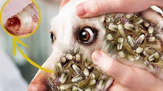 Protect Your Dog From Many Ticks Attacking - How We Can Remove All Ticks From Poor Dogs