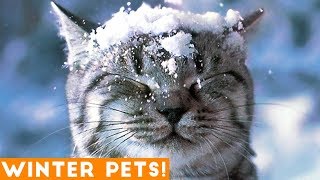 Funniest Winter Animal Video Compilation 2018 | Funny Pet Videos