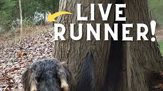 Chasing Down A Live Wounded Buck With A Deer Tracking Dog!