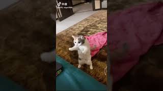 귀여운 경계냥 !!! ㅋㅋ #Shorts #cat