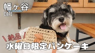 【幡ヶ谷カフェ】ミニチュアシュナウザーと行く絶品‼︎水曜日限定パンケーキ🥞