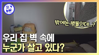 매일 일정한 시간에 벽 속에서 들리는 의문의 소리! 그 불청객의 정체는?